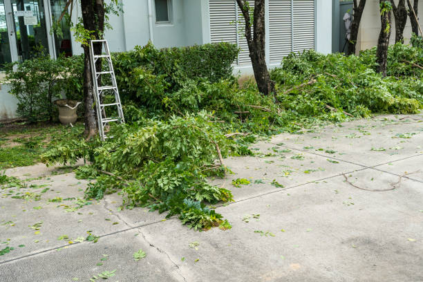 Best Lawn Disease Treatment  in Du Quoin, IL