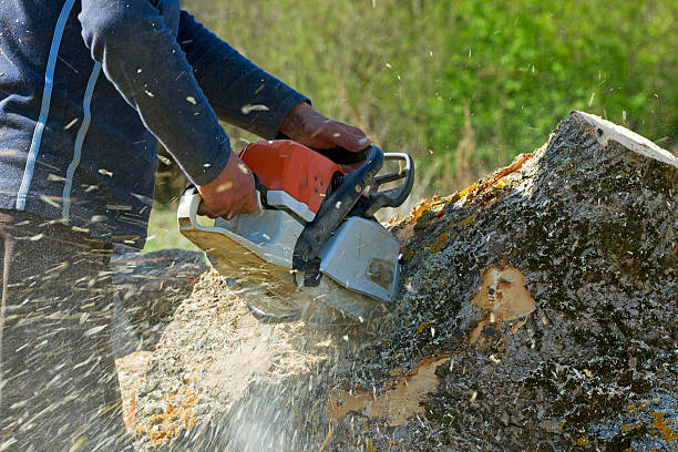 Best Lawn Grading and Leveling  in Du Quoin, IL