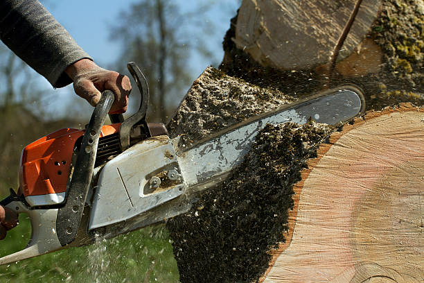 Trusted Du Quoin, IL Tree Removal Experts